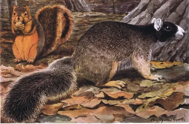 Écureuil-renard, couleurs variables - noir au sud, roux au nord